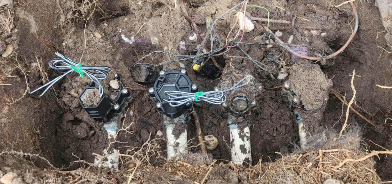 Old sprinkler zone valves dug up and tangled in tree roots before replacement